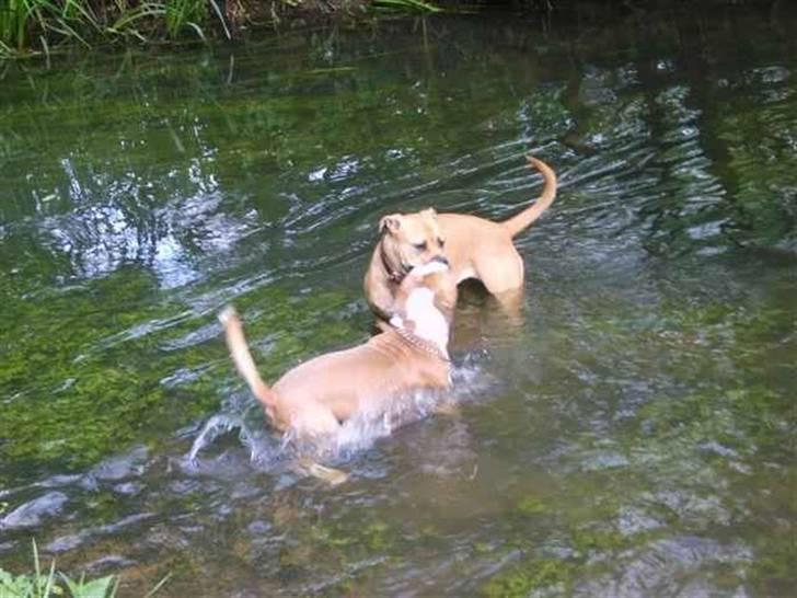 Blanding af racer Pi    R.I.P. - Pi og Tjaco leger i Åén billede 15