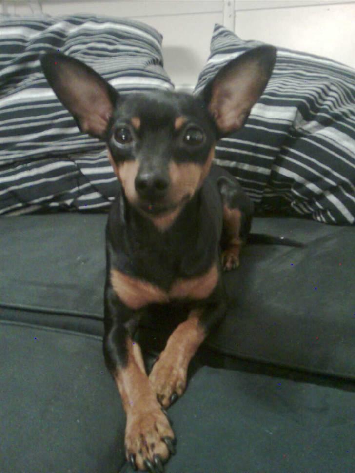 Dvaergpinscher Diva - Hun ligger så fornemt med poterne den kære Diva :) billede 1