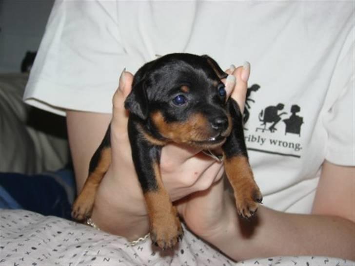 Dvaergpinscher Diva - Søde lille Diva 3 uger billede 2