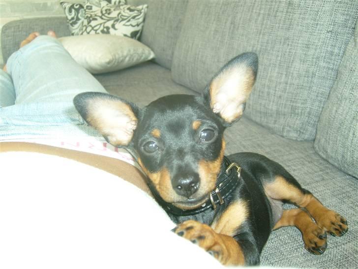Dvaergpinscher Diva - Diva 9 uger billede 3
