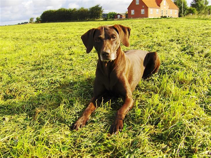 Blanding af racer RIKKE-LINE. R.I.P. - Rikke på græs. billede 1