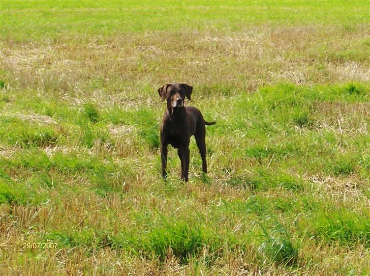 Blanding af racer RIKKE-LINE. R.I.P. - Kommer i snart. billede 2