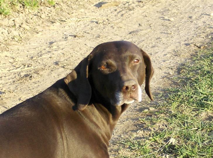 Blanding af racer RIKKE-LINE. R.I.P. - Tar du nu billeder igen. billede 3