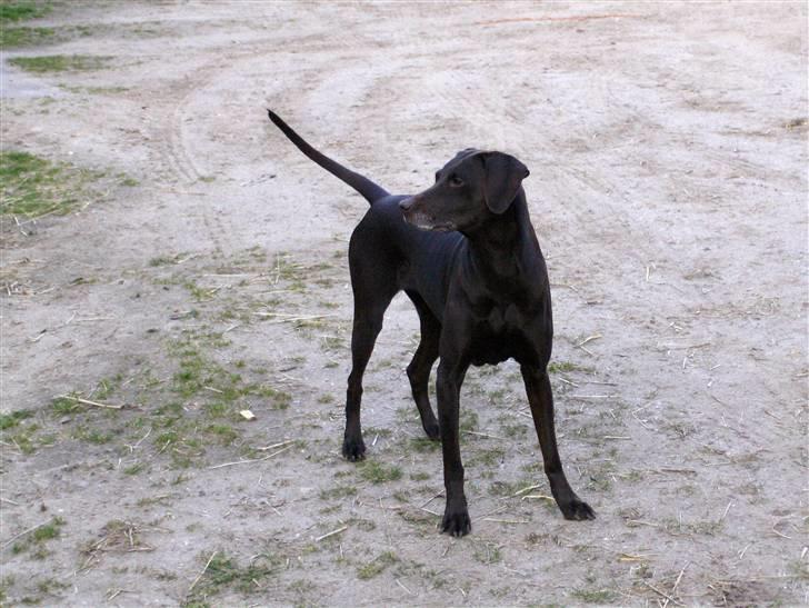 Blanding af racer RIKKE-LINE. R.I.P. - Hvor er min bold. billede 4