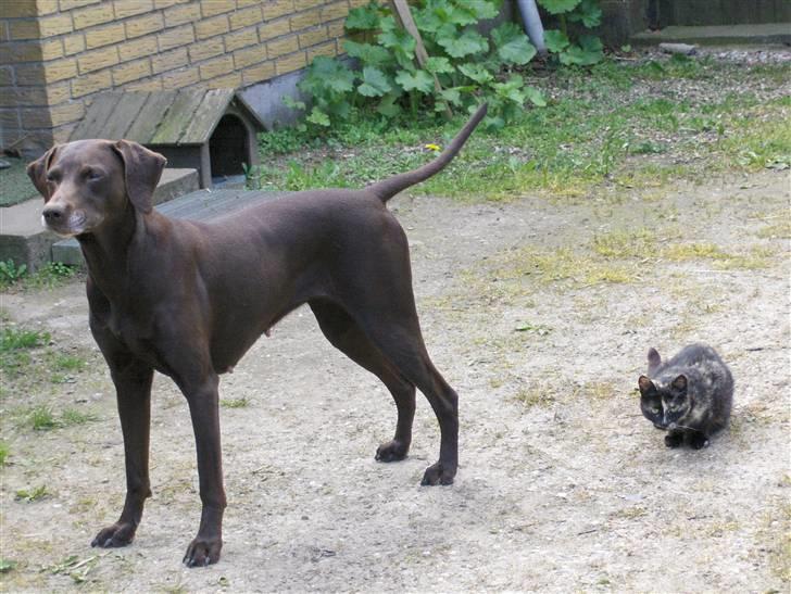 Blanding af racer RIKKE-LINE. R.I.P. - Rikke og Vupti. billede 6