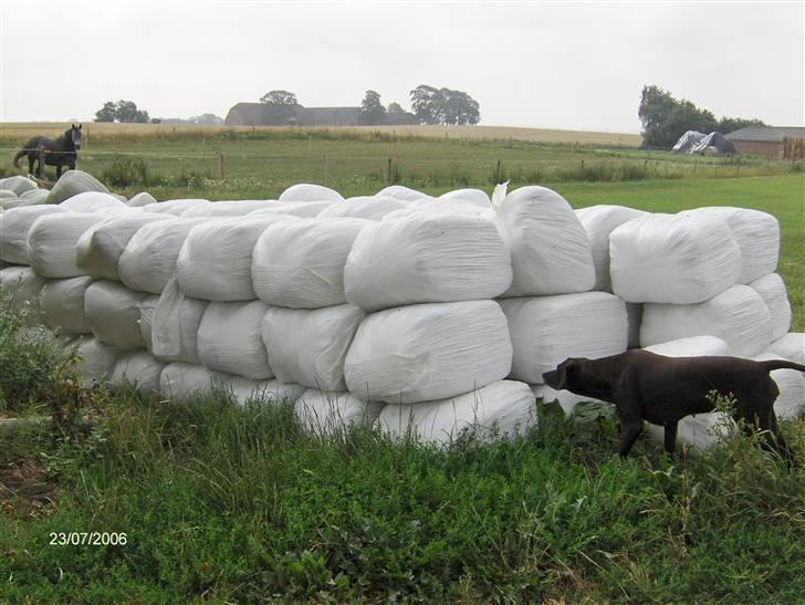 Blanding af racer RIKKE-LINE. R.I.P. - Er der mon gået mus i wrapballerne? billede 7