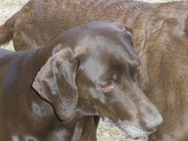 Blanding af racer RIKKE-LINE. R.I.P. - Trine og Rikke ser på kattekillinger. billede 8