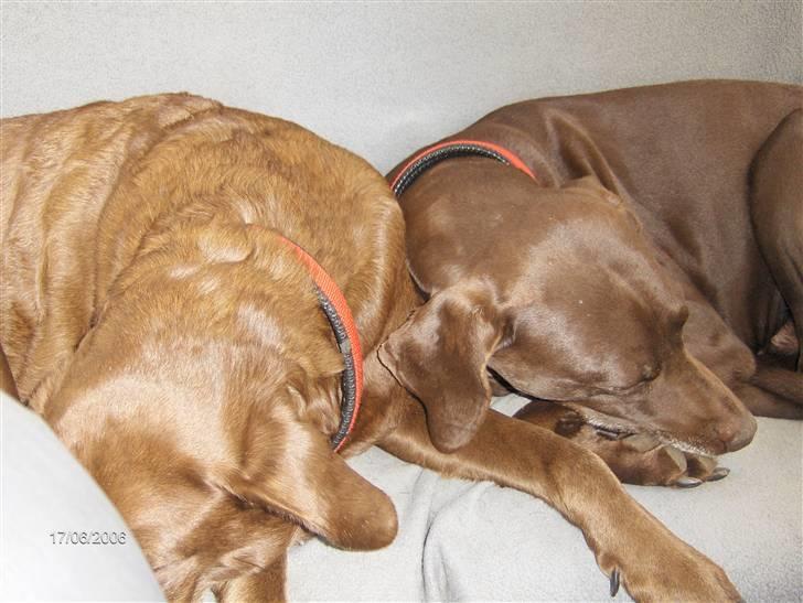 Blanding af racer RIKKE-LINE. R.I.P. - I bilen på vej hjem fra hesteogkræmmer marked i horsens. billede 9