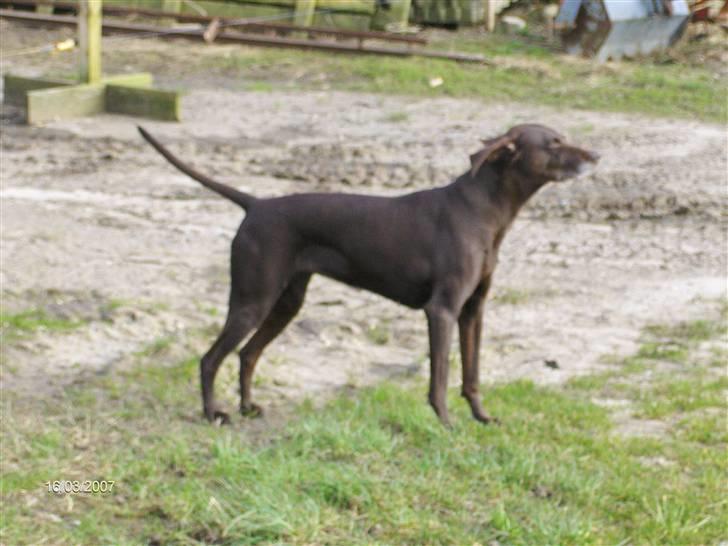 Blanding af racer RIKKE-LINE. R.I.P. - Rikke i modvind billede 10