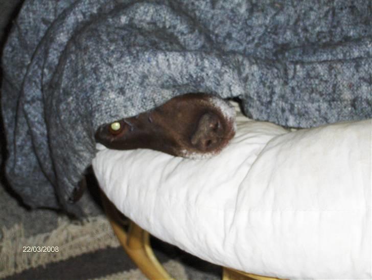 Blanding af racer RIKKE-LINE. R.I.P. - Sovetryne. billede 11