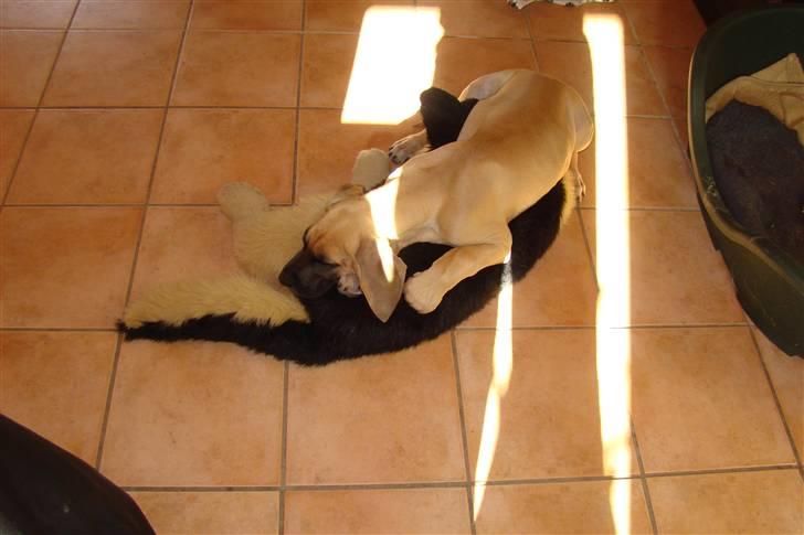 Grand danois Grand de feld´s Petit  billede 16