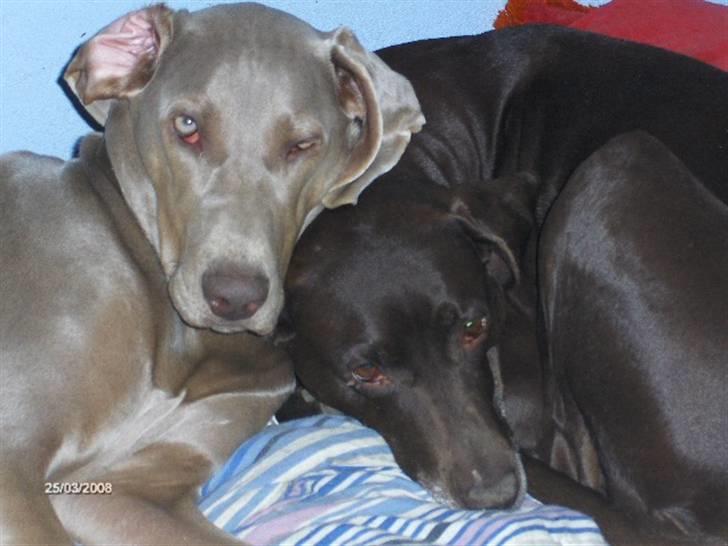 Blanding af racer RIKKE-LINE. R.I.P. - Millie og Rikke. billede 12