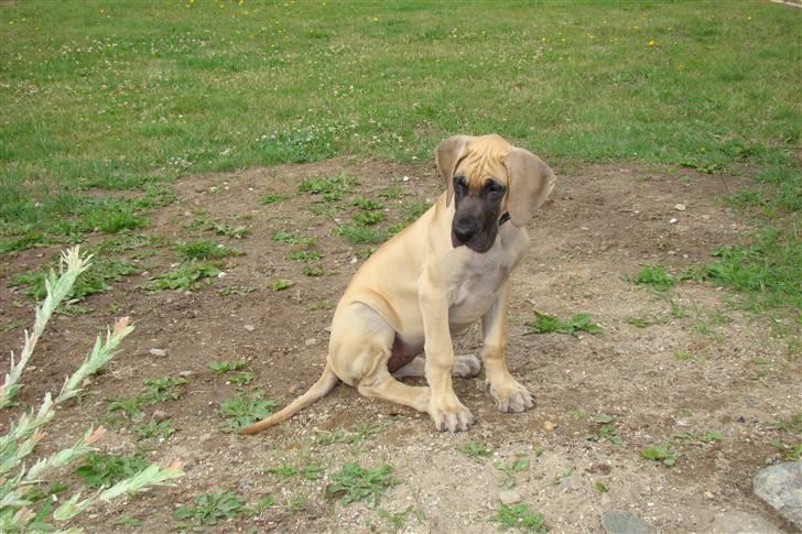 Grand danois Grand de feld´s Petit  billede 17