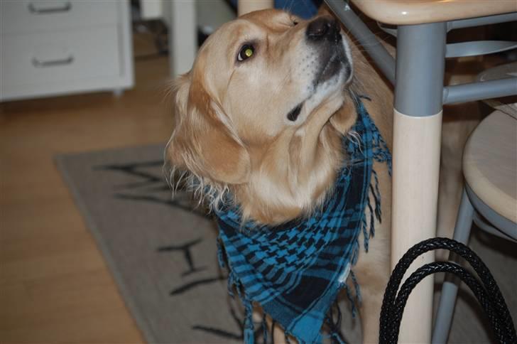 Golden retriever Niclanoma's Krongaard Tikka - Solgt :'( - 7) Hmmm Hvor er jeg blevet stor. Men ikke stor nok, jeg kan ikke få hovedet op til bordet. haha. billede 7