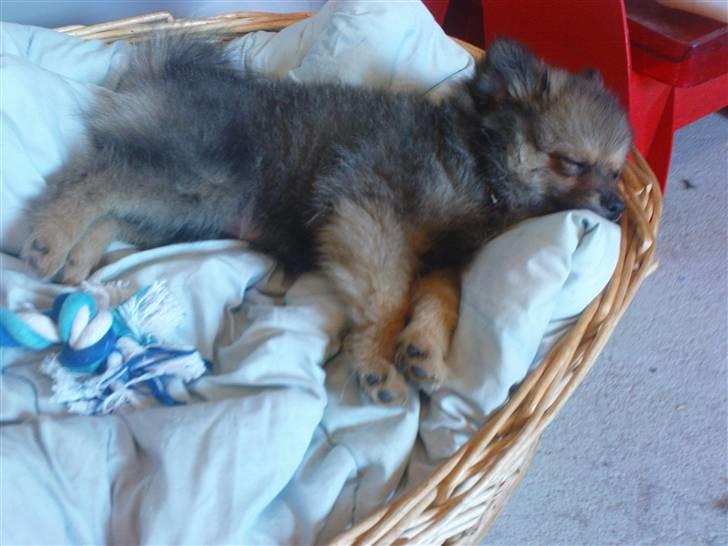 Pomeranian Amy - det er sku hårdt sådan at være på arbejde  billede 5