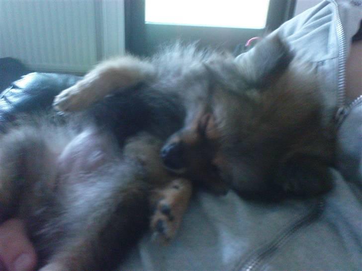 Pomeranian Amy - her ligger man ALLERBEDST ved min moar! billede 6
