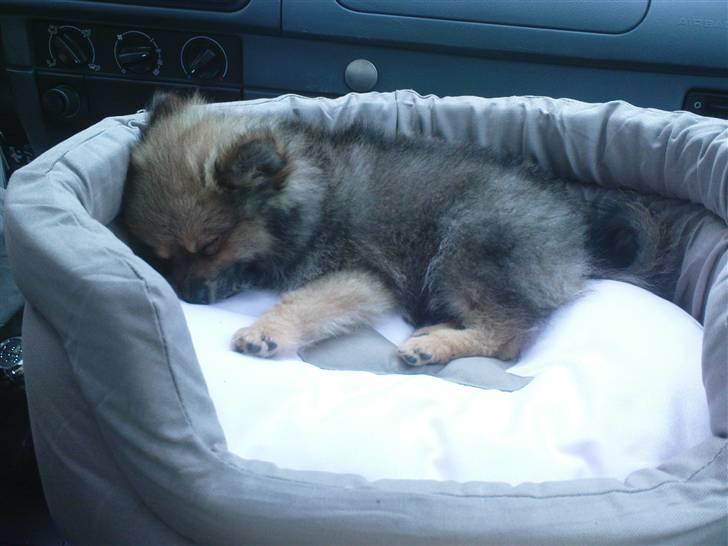 Pomeranian Amy - min nye kurv er bare super billede 7