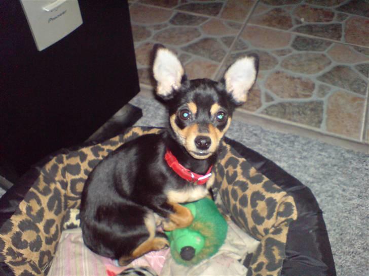 Blanding af racer Ulla billede 6