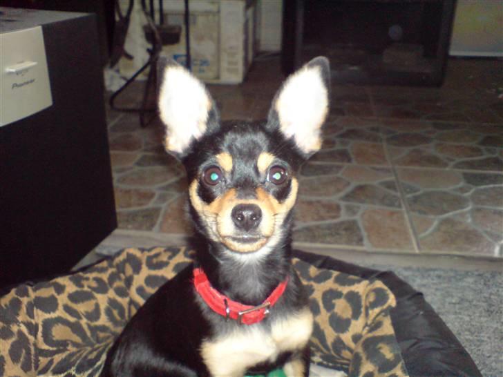 Blanding af racer Ulla billede 7