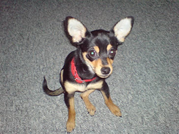 Blanding af racer Ulla billede 8