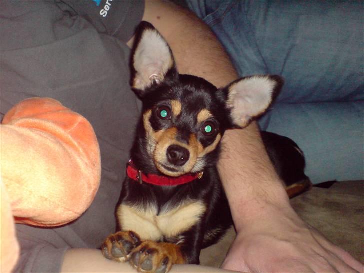 Blanding af racer Ulla billede 9