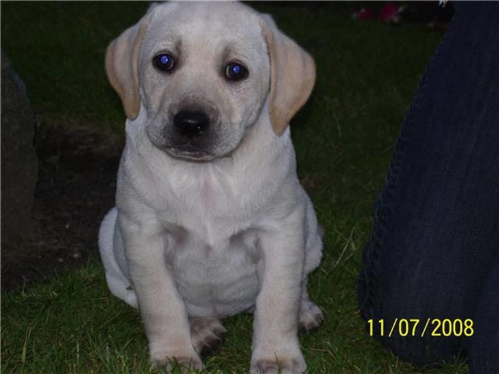 Labrador retriever Mollie billede 9