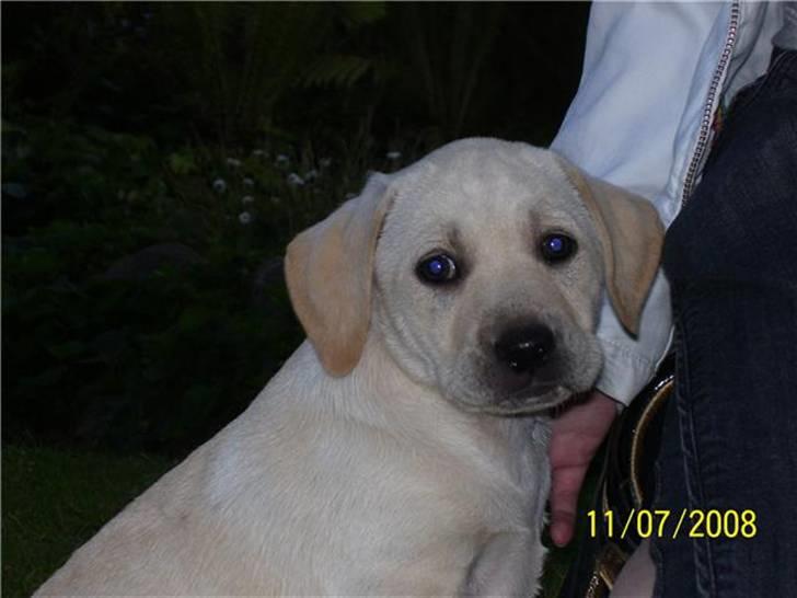 Labrador retriever Mollie billede 10