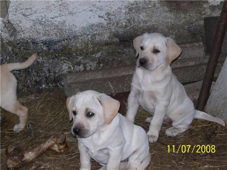 Labrador retriever Mollie - Mollie og hendes bror  billede 11