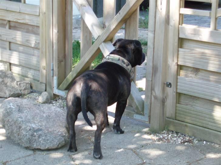 Staffordshire bull terrier Anton billede 10