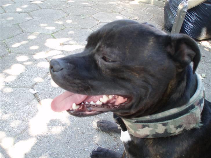 Staffordshire bull terrier Anton billede 12