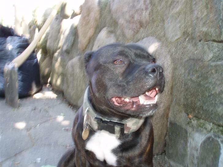 Staffordshire bull terrier Anton billede 13