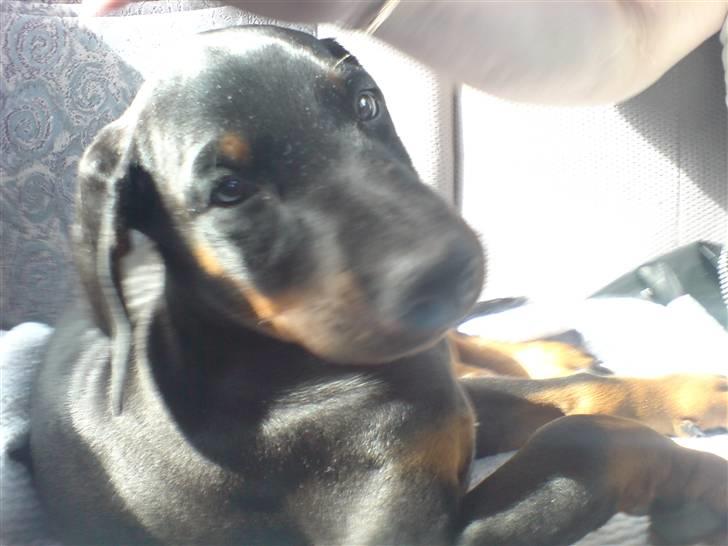 Dobermann Zargo - ja så er jeg på vej hjem til mit nye hjem i bil billede 6