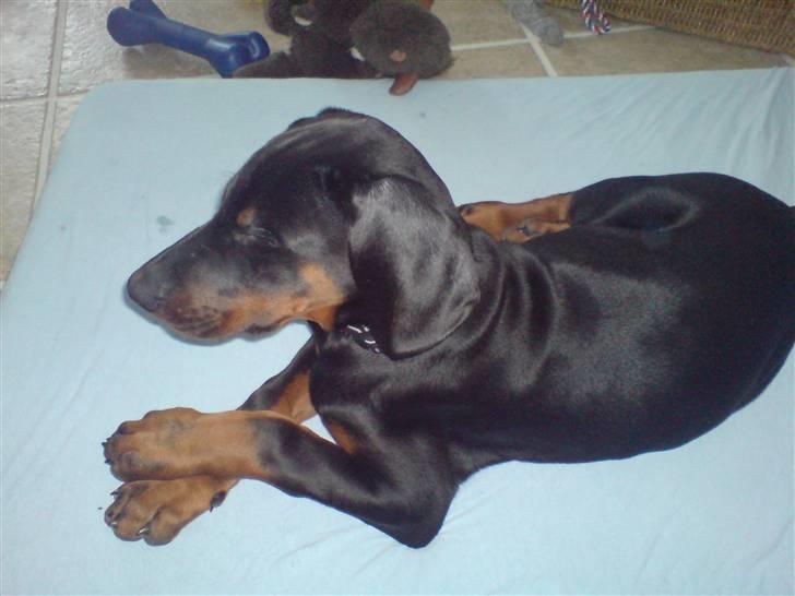 Dobermann Zargo - jeg ligger lige og gennemtænker verdenssituationen..;o) billede 7
