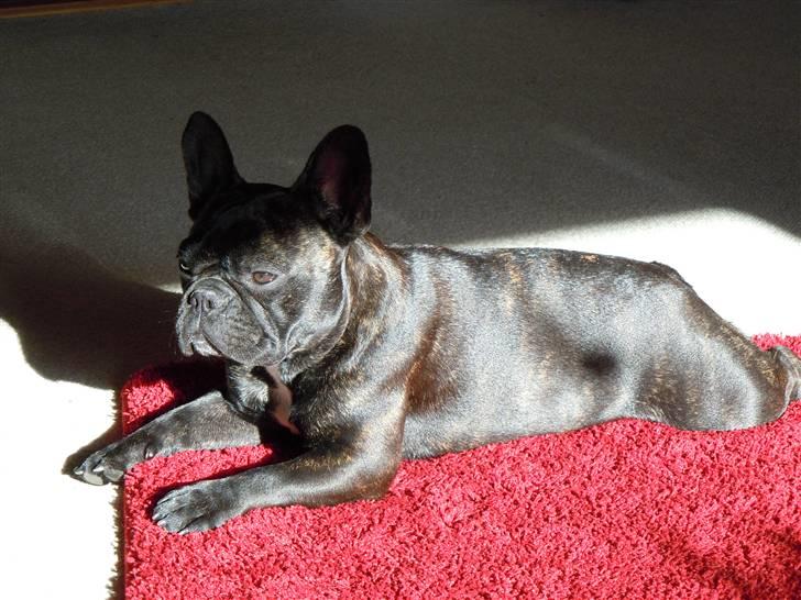 Fransk bulldog Tira - Tira har fundet en plads i solen billede 19