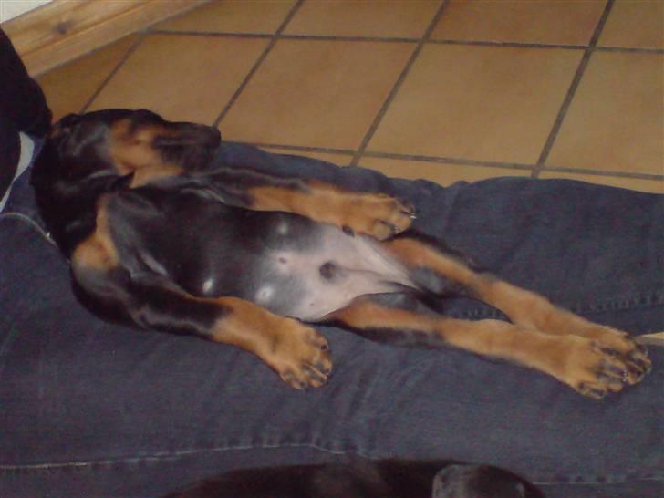 Dobermann Zargo - Her gør jeg alt hvad jeg kan for at smigre mig ind  billede 8