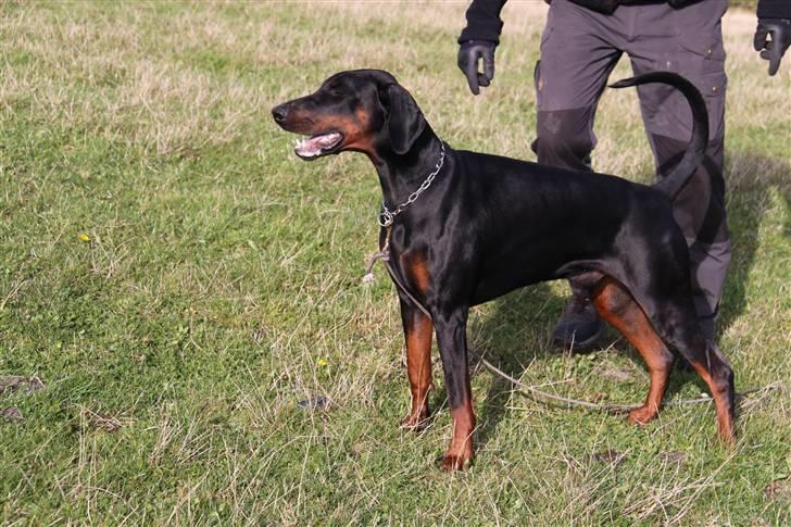 Dobermann Zargo - Zargo 26 mdr gammel til udstillingstræning. billede 9