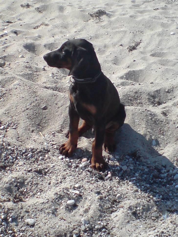 Dobermann Zargo - hold da helt op hvor er der meget vand så jeg tror lige at jeg holder en pause .......... billede 10