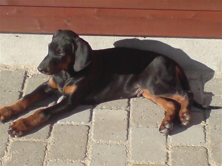 Dobermann Zargo - sådan ser jeg ud når jeg nyder en plads i solen billede 11