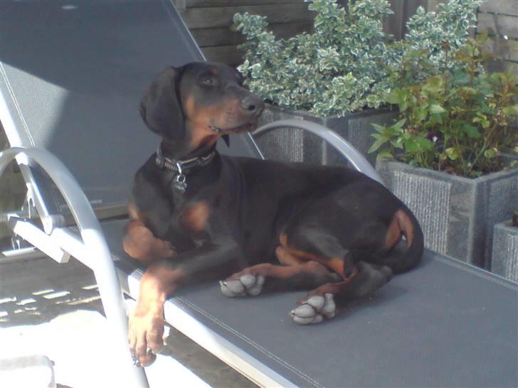 Dobermann Zargo - dette er min solvogn ;o) billede 12
