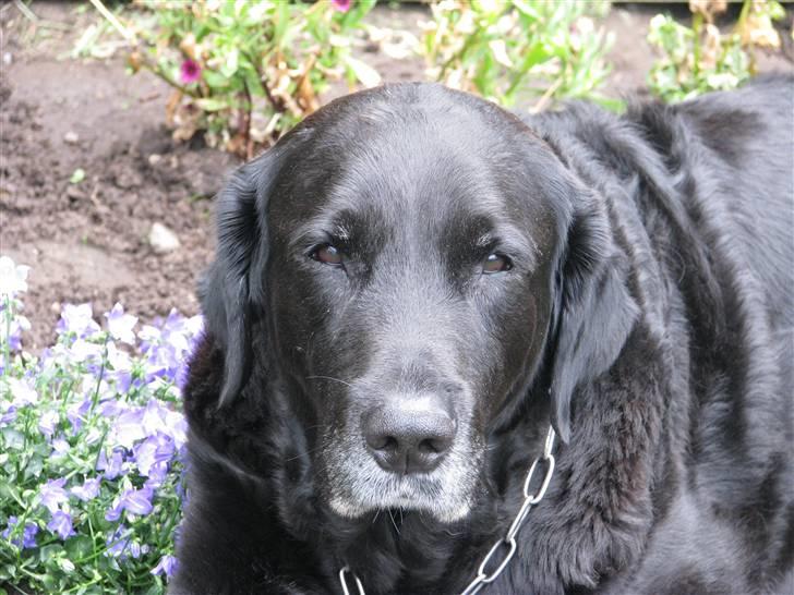 Blanding af racer Laban billede 19