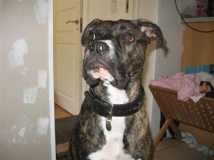 Blanding af racer cheeco billede 1