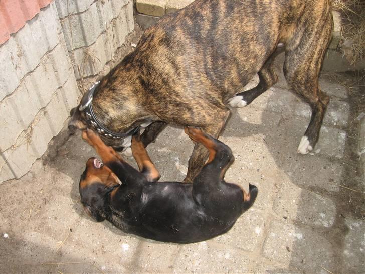 Blanding af racer cheeco - leger med hans nye lillebror billede 2