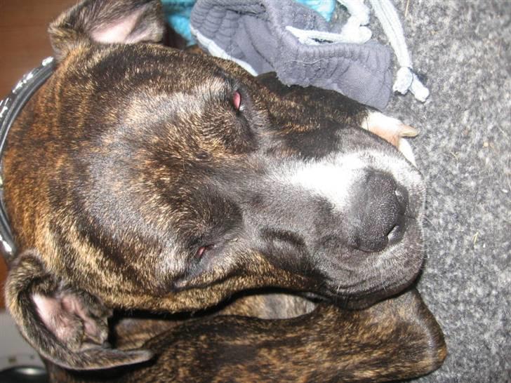 Blanding af racer cheeco billede 3