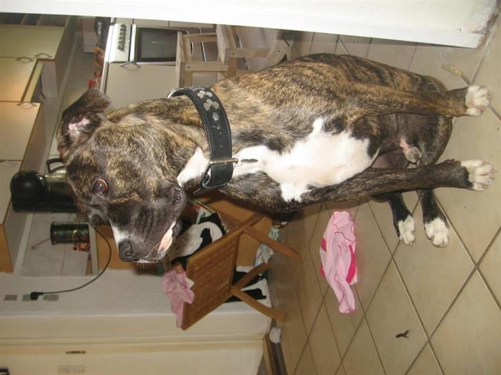 Blanding af racer cheeco billede 4