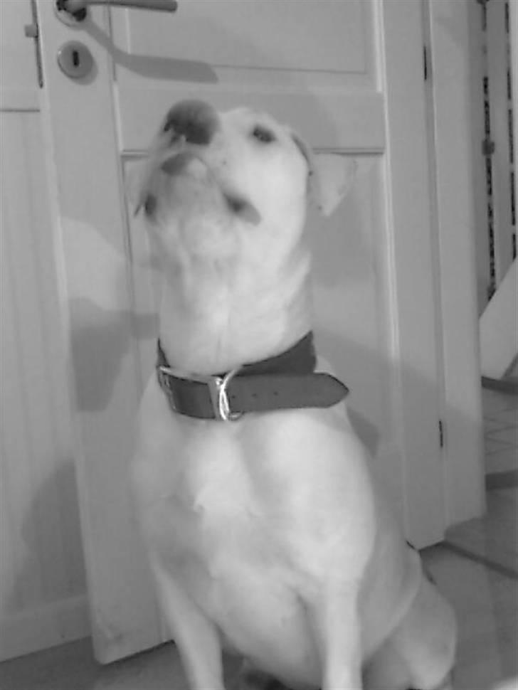 Blanding af racer Emma billede 8