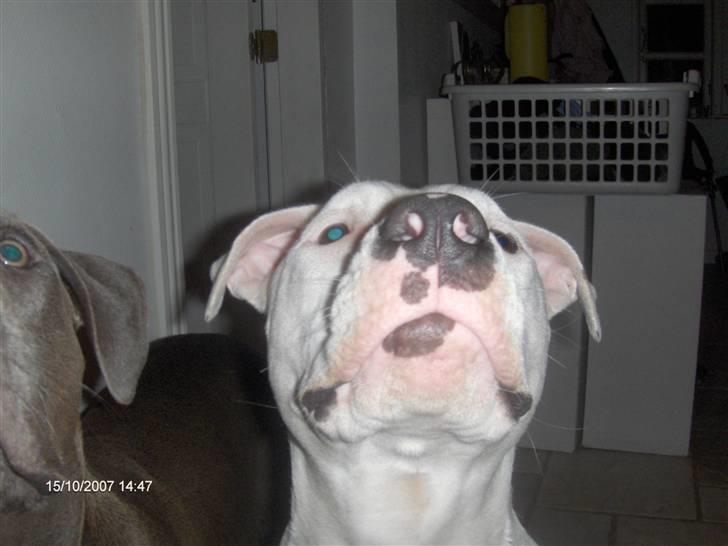 Blanding af racer Emma billede 9