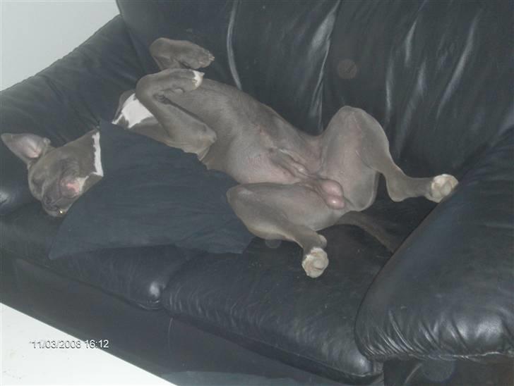 Blanding af racer Balou billede 1