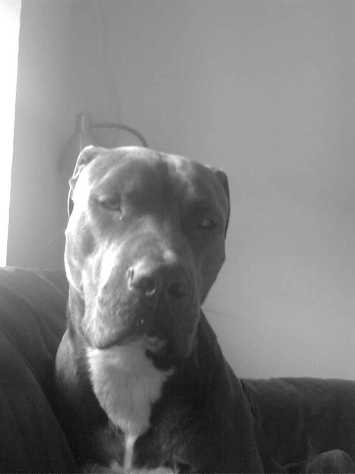 Blanding af racer Balou billede 2