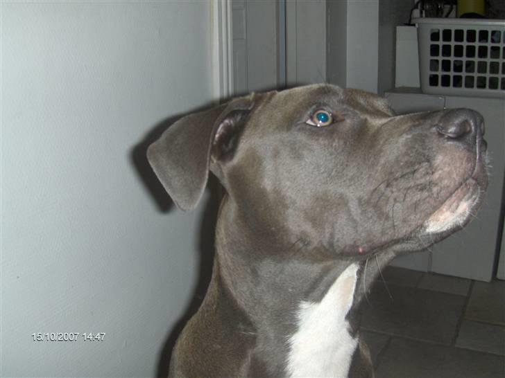 Blanding af racer Balou billede 3