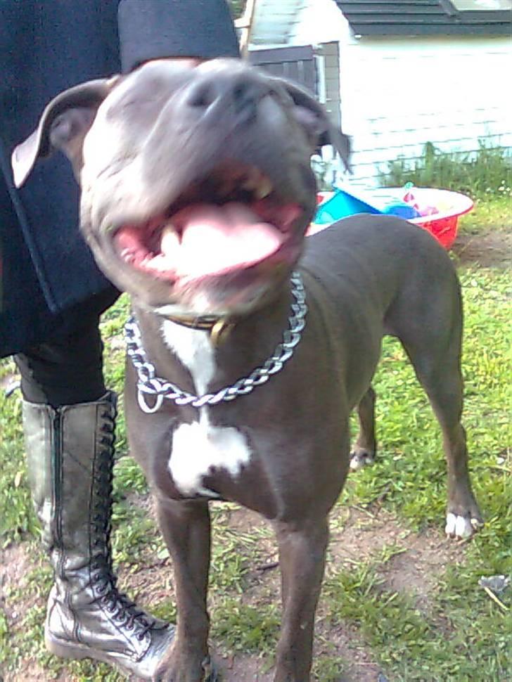 Blanding af racer Balou billede 4